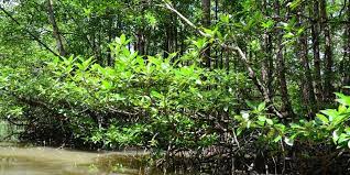 Wajib menjaga keduanya apalagi kalau orang tua kita sudah tua dan renta. Hutan Mangrove Ensiklopedi Jurnal Bumi