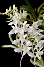 Image result for Mystacidium tanganyikense