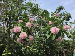 Image result for Dais cotinifolia