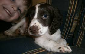 This is me Sarah mum of 3: Puppy Training