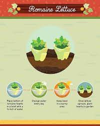 Many varieties lettuce loves cool weather. Infographic 19 Foods You Can Regrow From Scraps Regrow Vegetables Romaine Lettuce Growing Growing Lettuce