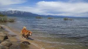 dog friendly things to do in lake tahoe