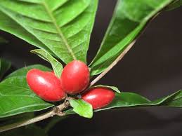 Image result for Synsepalum