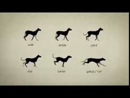 Dog Walkcycle And Runcycle Reference Youtube This is dog jump animation by charles icay on vimeo, the home for high quality videos and the people who love them. dog walkcycle and runcycle reference