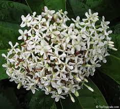 Image result for Ixora narcissodora