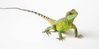 It is also known as the asian water dragon, thai water dragon, and green water dragon. Asian Water Dragon Smithsonian S National Zoo