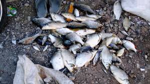 Akan tetapi dalam kondisi tertentu, beban sungai bisa terlalu berat. Diduga Tercemar Limbah Ribuan Ikan Mati Di Sungai Surabaya Asiatoday Id