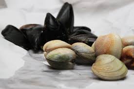 Difference Between Clams And Mussels Clams Mussels Oysters