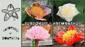 Image result for Scadoxus membranaceus
