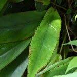 Image result for Begonia longipetiolata