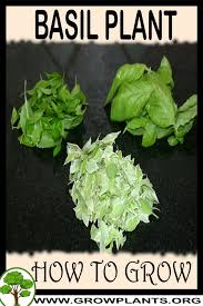 We did not find results for: Basil Plant How To Grow Care
