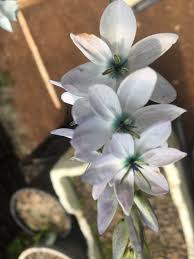 Image result for Polystachya kermesina