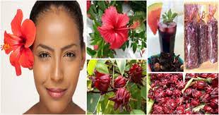 Us orders of $35+ from any participating shop now ship free. Amazing Benefits Of Hibiscus For Hair Afroculture Net