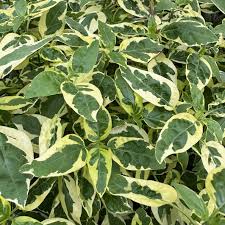 Image result for Asystasia guttata