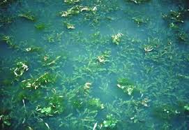 Image result for Hydrilla