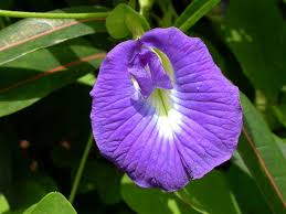 Image result for Clitoria