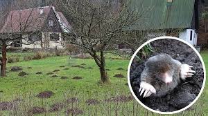 Image result for plašič krtků z pet lahve