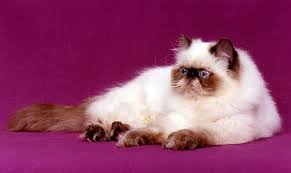 File Chocolate Himlayan Jpg Wikipedia The Free Encyclopedia Kucing Himalaya Kucing Persia Anak Kucing Lucu