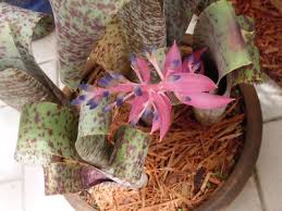 Image result for Clutia timpermaniana