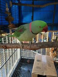 Lost Alexandrine Parrot Bird Umina Beach New South Wales Nsw Australia L27821 Alexandrine Parrot Parrot Parrot Bird