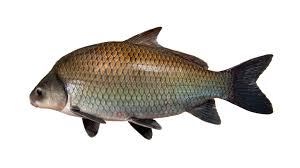 Image result for Cissus humbertii