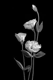 Black White Images Of Flowers In 2020 Black And White Flowers Black And White Aesthetic Black White Art