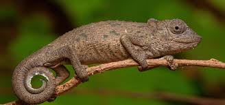 Image result for Synadenium cameronii