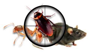 How to choose a quality pest control company. Tips For Choosing Pest Control Professionals