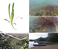 Image result for Vallisneria spiralis