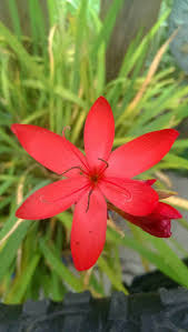 Small bush with red flowers. These Flowers Actually Bloom In Winter So You Can Garden Year Round Winter Flowers Winter Plants Flower Garden Design