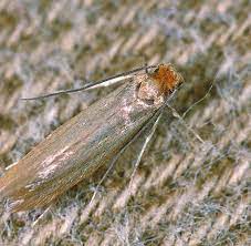 Die kleinen mottenlarven sind in der lage sich durch alle möglichen materialien hindurch zu die motten im haus werden am besten sofort entfernt und die betroffenen kleider oder lebensmittel gereinigt bzw. Schadlinge Was Fiese Kleidermotten Magisch Anzieht Welt