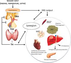 Thyroid Hormones And Their Thermogenic Properties Thyroid