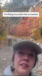 Mule Fighting Mountain Lion