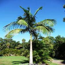 Distribution archontophoenix cunninghamiana is found in eastern queensland and new south wales. Archontophoenix Cunninghamiana Bangalow Palm