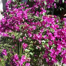 Purple flowering shrub shrubs pinterest via. Deep Purple Flowering Bushes Flowers Perennials Flowering Bushes Purple Flowering Bush