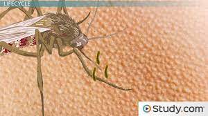 Malaria is caused by a parasitic protozoan called plasmodium, transmitted most commonly by female anopheles. What Is Malaria Causes Transmission Symptoms Video Lesson Transcript Study Com