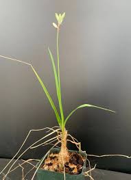 Image result for Trachyandra saltii