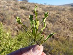 Image result for Euclea undulata