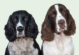 It is the taproot of all the sporting land spaniels (except the clumber spaniel). English Springer Rescue America