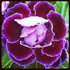 Gloxinia Double Suspense Flowers Plants Rose