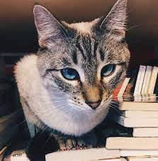 Many cats naturally have some of the finer qualities of distinguished humans. 60 Literary Cat Names 8211 Famous Cat Names In Literature Big Cat Names Why Do Cats Purr Cat Names