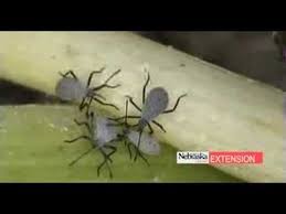 Knowing the basics about common garden pests can drastically help identification. Common Garden Insects Youtube