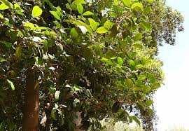 Image result for Elaeodendron croceum