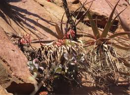 Image result for Cotyledon barbeyi