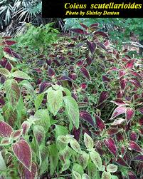 Image result for Coleus scutellarioides