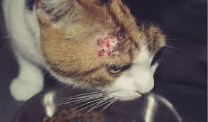 Up to 30 percent of people with asthma can have a severe attack upon coming into. Feline Allergies Types Symptoms Diagnosis And Treatment Petcoach