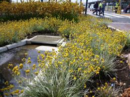 Check spelling or type a new query. Angus S Top Ten Australian Plants For Colour Gardening With Angus