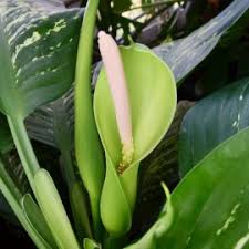 Image result for dieffenbachia flower