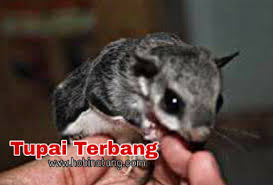 Perbedaan Sugar Glider Dan Tupai Terbang Dilengkapi Gambarnya Hobinatang