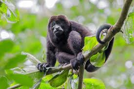 The amazon rainforest covers approximately 60% of peru, which is the like many other aquatic animals in the amazon, the dolphin is threatened by pollution and various development found in the northern part of south america (including the amazon), the green anaconda is the heaviest and. Monkeys Of The Amazon Rainforest South American Vacations